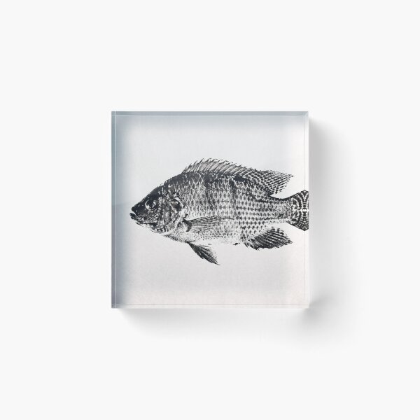 Item preview, Gyotaku Tilapia Fish Print - Japanese Sumi-e Art I designed and sold by Yaremchuk.