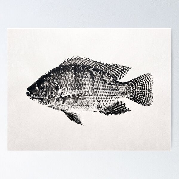 Item preview, Gyotaku Tilapia Fish Print - Japanese Sumi-e Art I designed and sold by Yaremchuk.
