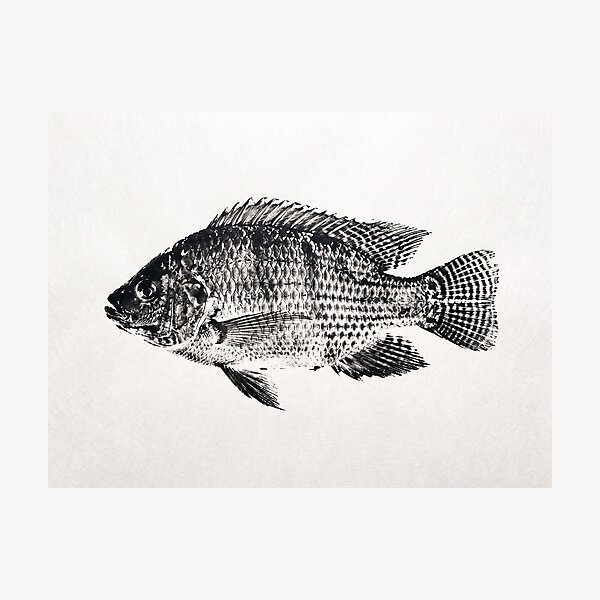 Item preview, Gyotaku Tilapia Fish Print - Japanese Sumi-e Art I designed and sold by Yaremchuk.
