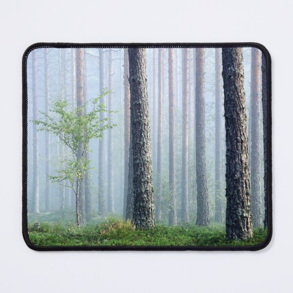 Item preview, 5.9.2026: Birch In The Pine Tree Forest designed and sold by Petri Volanen.