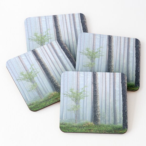 Item preview, 5.9.2026: Birch In The Pine Tree Forest designed and sold by Petri Volanen.