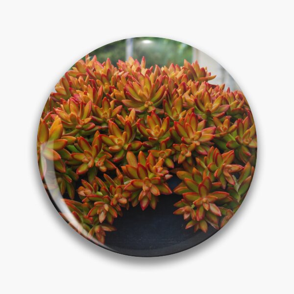 Item preview, Vibrant Red-Edged Succulent Bouquet in a Black Bowl Pot on an Urban Balcony Garden designed and sold by Nmallia.