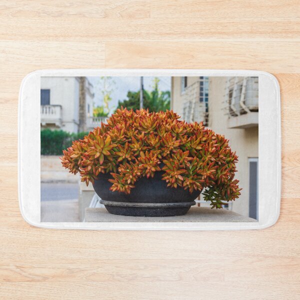 Item preview, Vibrant Red-Edged Succulent Bouquet in a Black Bowl Pot on an Urban Balcony Garden designed and sold by Nmallia.