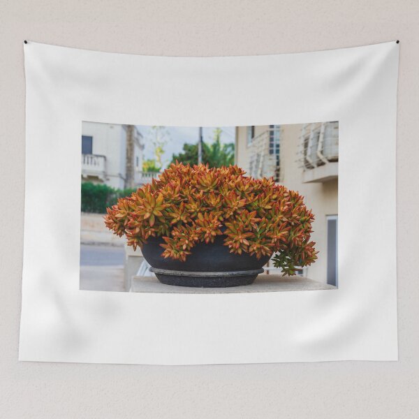 Item preview, Vibrant Red-Edged Succulent Bouquet in a Black Bowl Pot on an Urban Balcony Garden designed and sold by Nmallia.
