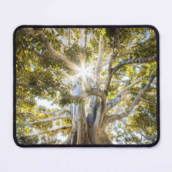 Item preview, Ancient Sunlit Tree – Natural Botanical Photography Design designed and sold by Coverify.