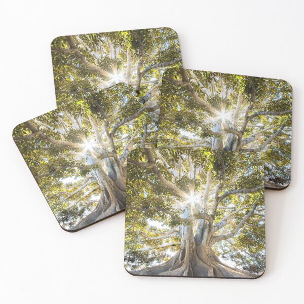 Item preview, Ancient Sunlit Tree – Natural Botanical Photography Design designed and sold by Coverify.