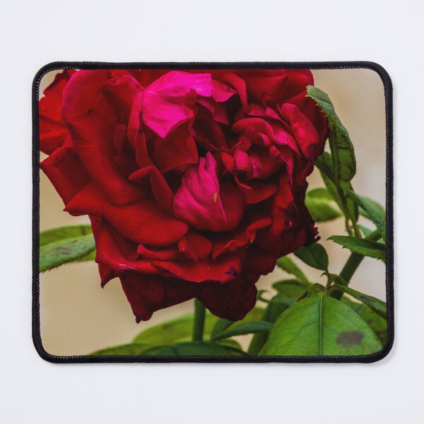 Item preview, Vibrant Red Rose Bloom with Lush Green Leaves in a Soft Focus Garden Setting designed and sold by Nmallia.