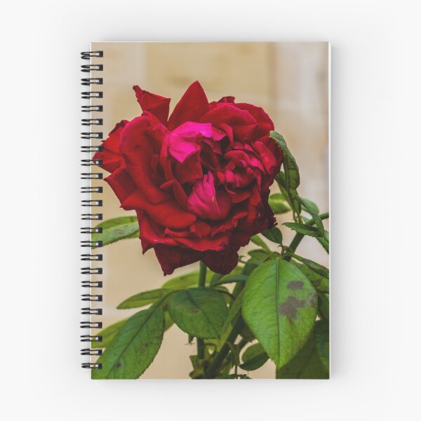 Item preview, Vibrant Red Rose Bloom with Lush Green Leaves in a Soft Focus Garden Setting designed and sold by Nmallia.