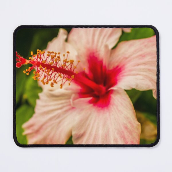 Item preview, Close-Up Hibiscus Flower With Pink Petals and Red Center in Tropical Garden designed and sold by Nmallia.