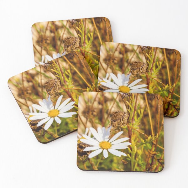 Item preview, White Daisy Flower Among Dry Stems in a Field Showcasing Natural Beauty and Simplicity designed and sold by Nmallia.