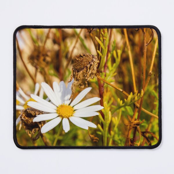 Item preview, White Daisy Flower Among Dry Stems in a Field Showcasing Natural Beauty and Simplicity designed and sold by Nmallia.