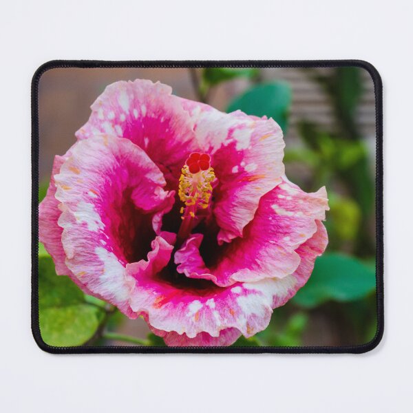 Item preview, Pink Hibiscus Flower in Full Bloom with Bright Petals and Lush Green Garden Background Outdoor designed and sold by Nmallia.