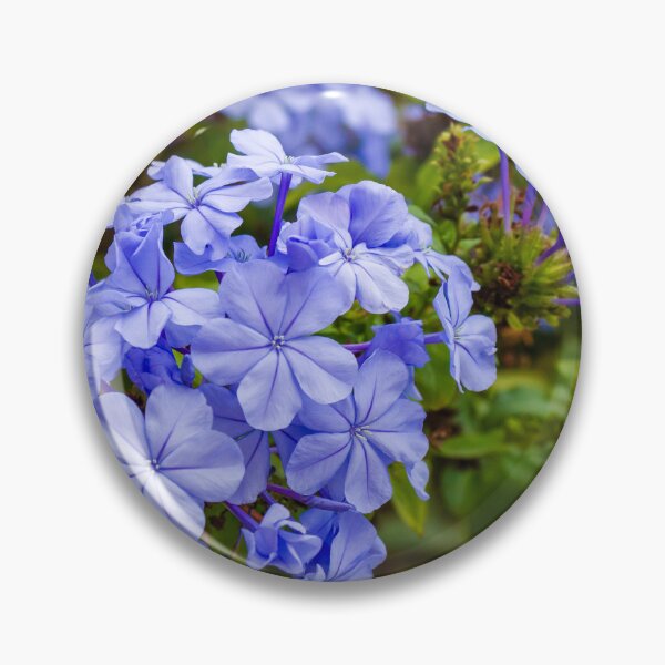 Item preview, Vibrant Blue Plumbago Flowers Blooming Cluster in Lush Garden Setting designed and sold by Nmallia.