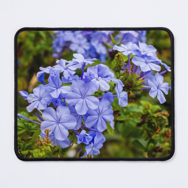 Item preview, Vibrant Blue Plumbago Flowers Blooming Cluster in Lush Garden Setting designed and sold by Nmallia.