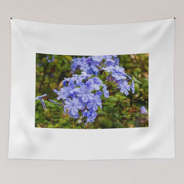 Item preview, Vibrant Blue Plumbago Flowers Blooming Cluster in Lush Garden Setting designed and sold by Nmallia.