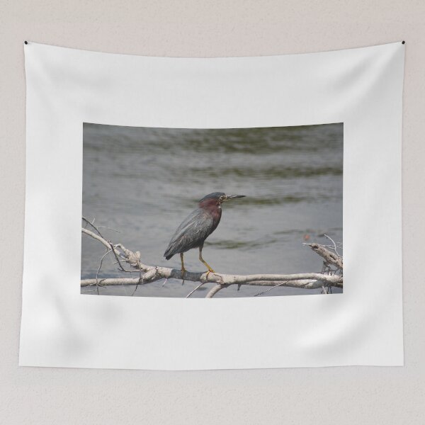 Item preview, Green Heron Perched on a Branch designed and sold by Cynthia48.