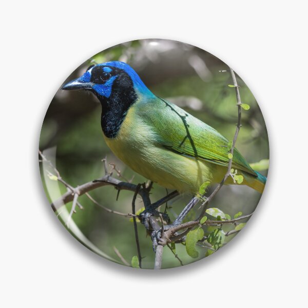Item preview, Green Jay at Bentsen Rio Grande designed and sold by Debra Martz.