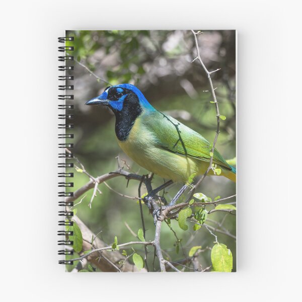 Item preview, Green Jay at Bentsen Rio Grande designed and sold by Debra Martz.