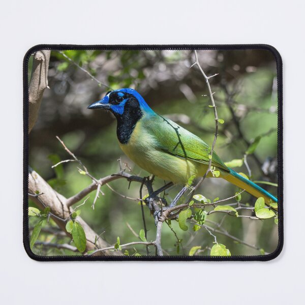 Item preview, Green Jay at Bentsen Rio Grande designed and sold by Debra Martz.