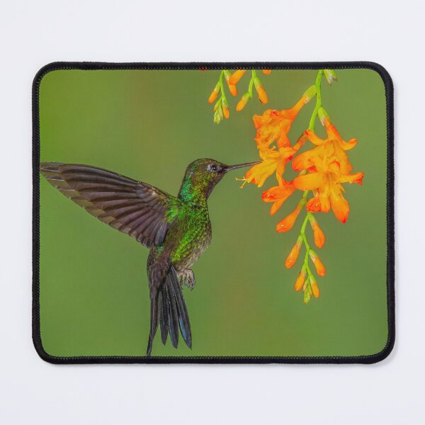 Item preview, Buff-tailed Coronet Hummingbird and Orange Blossoms designed and sold by Gerard Fornarotto.