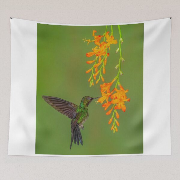 Item preview, Buff-tailed Coronet Hummingbird and Orange Blossoms designed and sold by Gerard Fornarotto.