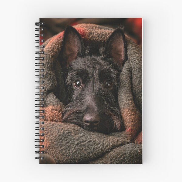 Item preview, Black Scottish Terrier in Blanket 01 designed and sold by Elisabeth Lucas.