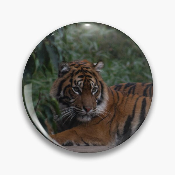 Item preview, Tigers Part 1 designed and sold by Odysseylens.