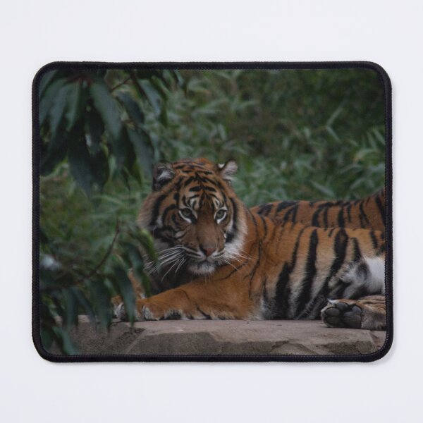 Item preview, Tigers Part 1 designed and sold by Odysseylens.