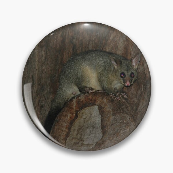 Item preview, Possum, Hyde Park, Sydney, Australia 20050615 designed and sold by muz2142.