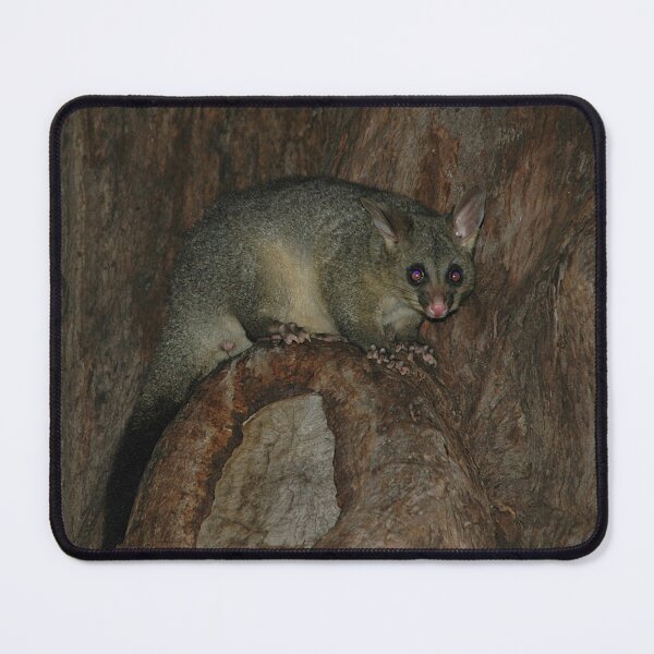 Item preview, Possum, Hyde Park, Sydney, Australia 20050615 designed and sold by muz2142.