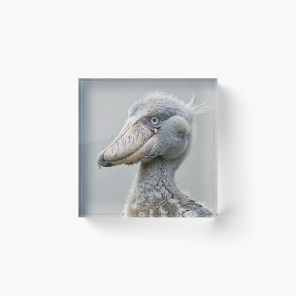 Item preview, Shoebill  designed and sold by Savannah Gibbs.