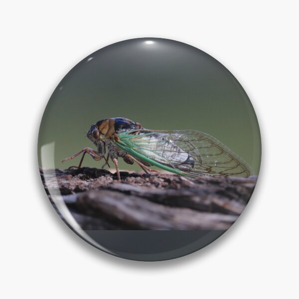 Item preview, Grand Western Flood Plain Cicada designed and sold by WolfRaven Creations.