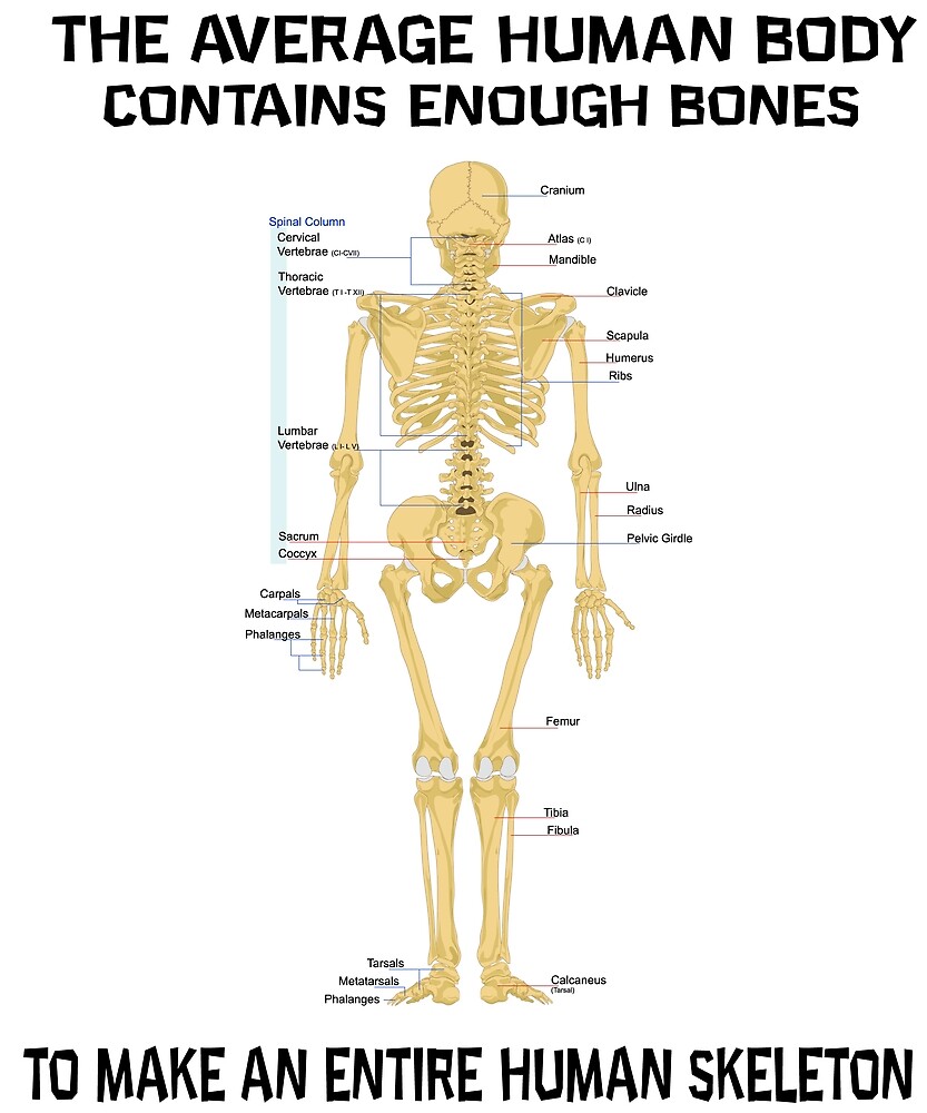 " The Average Human Body Contains Enough Bones To Make An Entire Human