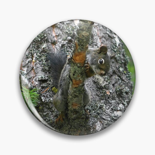 Item preview, Douglas Squirrel in Tree designed and sold by CarolM.