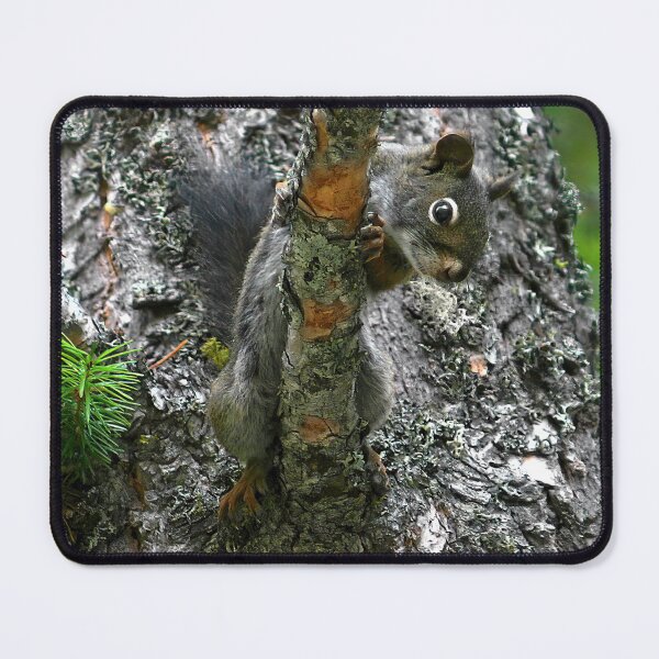 Item preview, Douglas Squirrel in Tree designed and sold by CarolM.