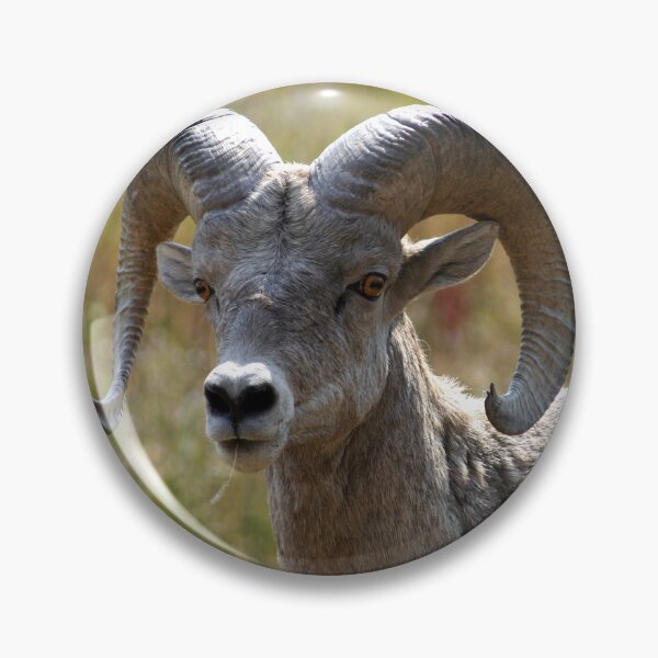 Item preview, Ram Portrait designed and sold by CarolM.