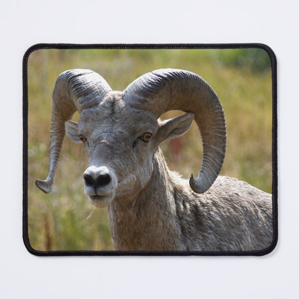 Item preview, Ram Portrait designed and sold by CarolM.