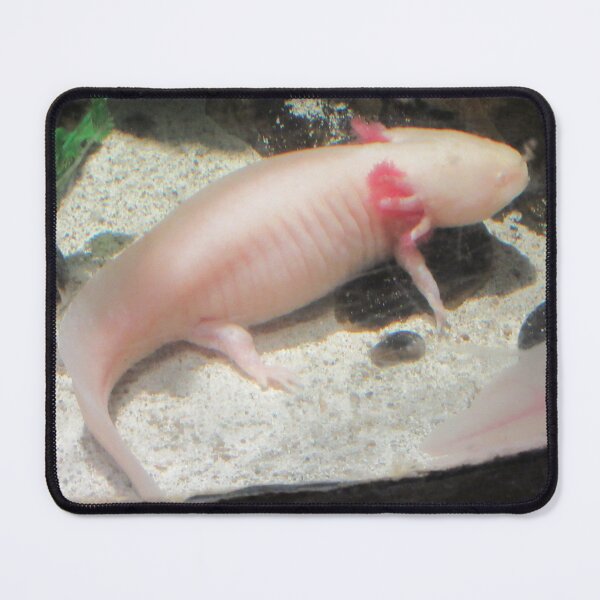 Item preview, Axolotl designed and sold by TurtlesPhotoCo.