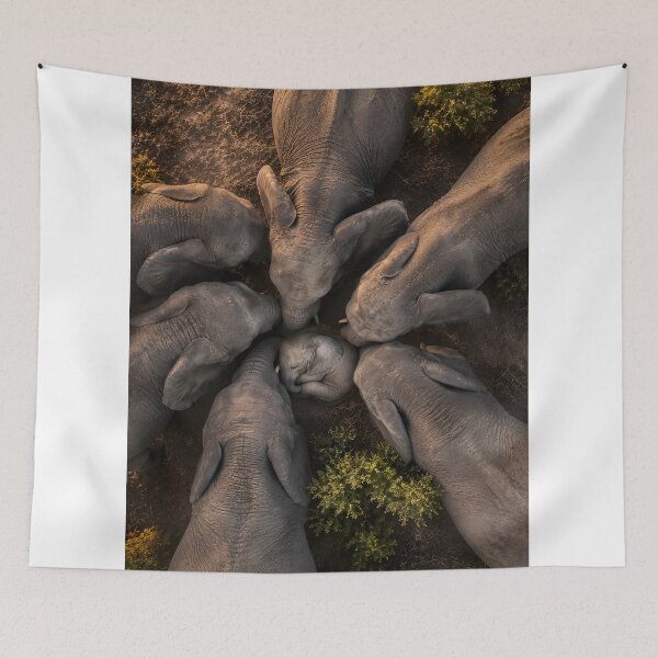 Item preview, Elephant herd in a circle, seen from a bird's-eye view designed and sold by Fotografin1981.