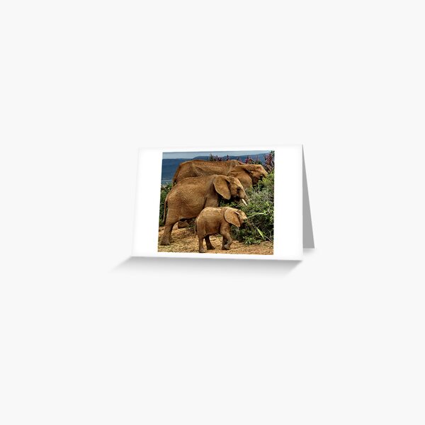 Artikel-Vorschau von  Addo Elephant National Park, designt und verkauft von Erika Gouws.