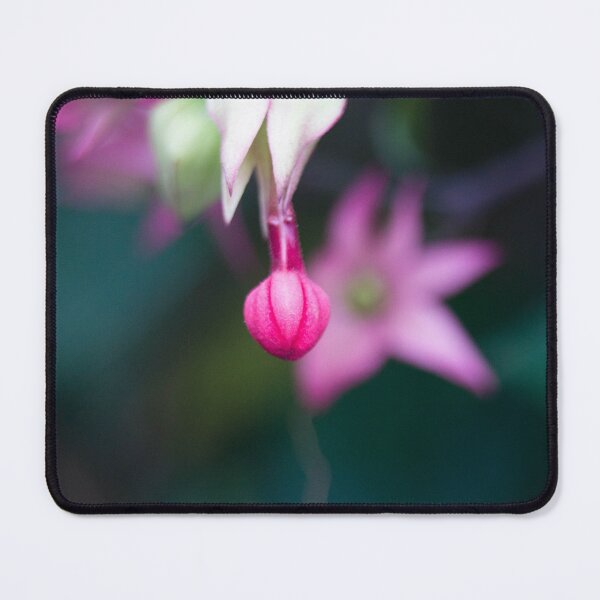Item preview, Bleeding-heart Vine Bud designed and sold by ROSE ANN BANILAR.