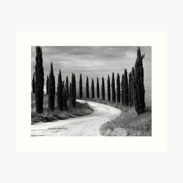 Item preview, Cypress Trees, Sienna, Italy designed and sold by Hugh Olin Smith Jr.