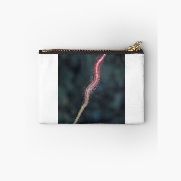 Item preview, Polychaete Epitoke designed and sold by Mark Rosenstein.
