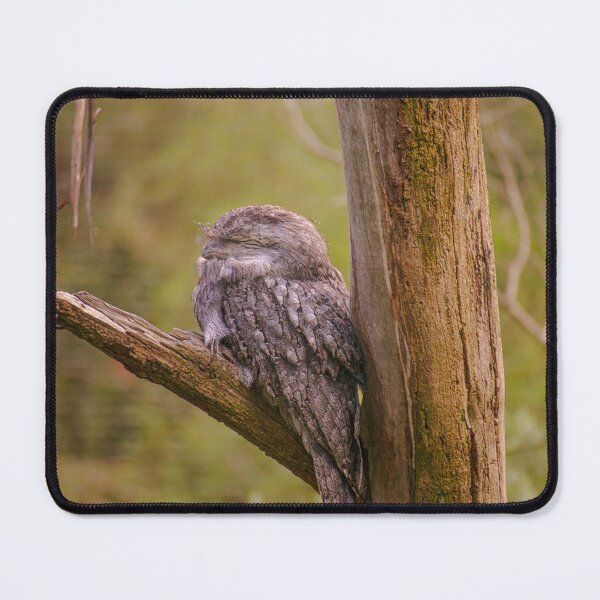 Item preview, Tawny Frogmouth Camouflage Portrait - Whispering Bark - Fine Art Print designed and sold by MinzMarchStudio.
