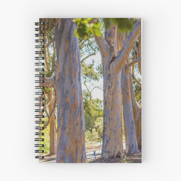 Item preview, Kings Park Eucalyptus Trees Western Side - Bushland Vistas - Fine Art Print designed and sold by MinzMarchStudio.