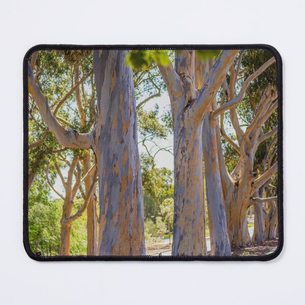 Item preview, Kings Park Eucalyptus Trees Western Side - Bushland Vistas - Fine Art Print designed and sold by MinzMarchStudio.