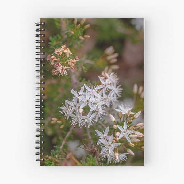 Item preview, Common Fringe Myrtle Calytrix tetragona Star Flowers - Wild Heather - Fine Art Print designed and sold by MinzMarchStudio.