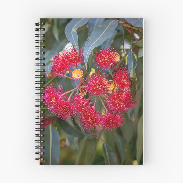 Item preview, Red-Flowering Gum Corymbia ficifolia Blossom – Fine Art Print designed and sold by MinzMarchStudio.