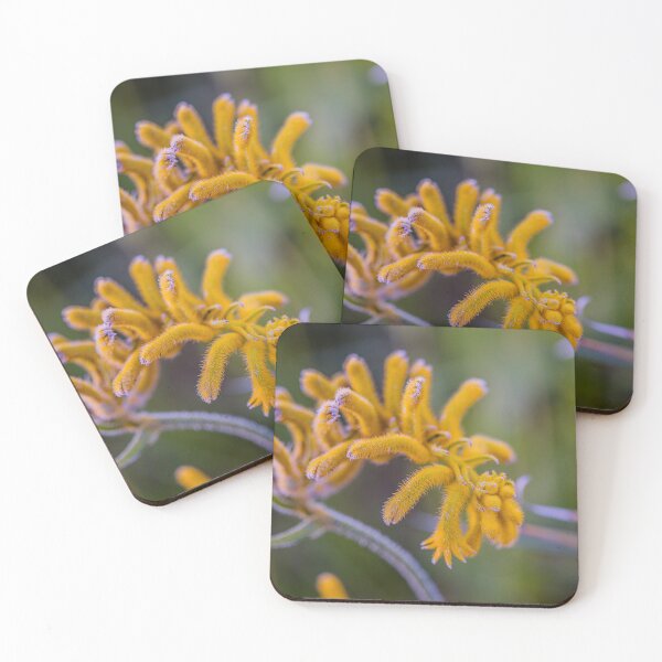 Item preview, Anigozanthos Flavidus pulcherrimus Golden Yellow Kangaroo Paw – Fine Art Print designed and sold by MinzMarchStudio.