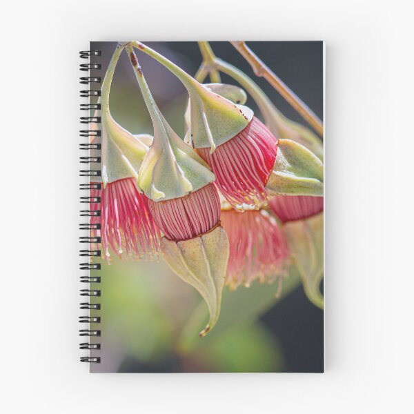Item preview, Wing-Fruited Mallee Eucalyptus alatissima Macro – Fine Art Print designed and sold by MinzMarchStudio.